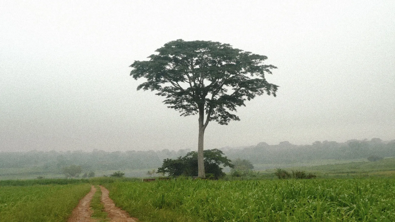 Iroko Tree