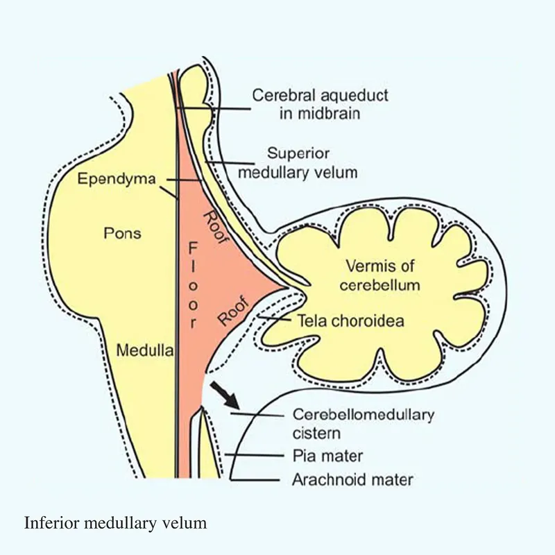 velum in brain
